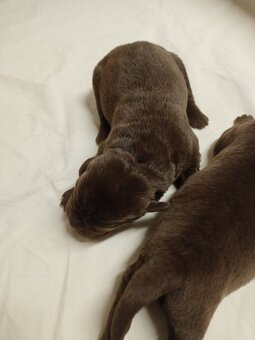 Štěňátka labradorského retrievera - 6