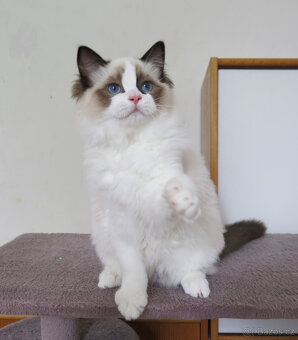 Ragdoll kocourci s průkazem původu k odběru - 6