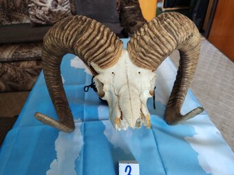 Muflon, trofeje - 6