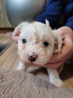 Jorkšírský teriér - 6