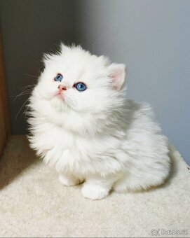 Britské koťatá PP❤️extra kvalita❤️ - 6