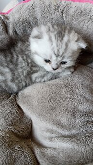 Britská stříbřitá koťátka s PP - 6