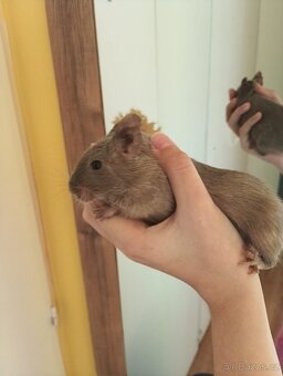 Osmačci s klecí - 6