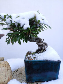 Hlohyně (Pyracantha) bonsaj - 6