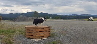 Border kolie bez PP - 6