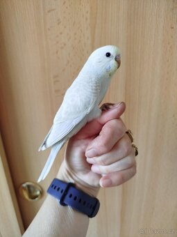 Prodám mladou andulku po vylétnutí z budky - 6