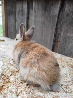 Zakrslý králíčci - 6