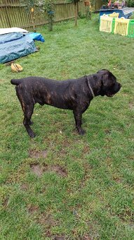 Cane Corso bez PP - 6