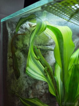 Phelsuma Grandis (Felsuma Madagaskarská) - 6