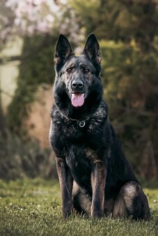 Německý ovčák štěně pes s PP - 6