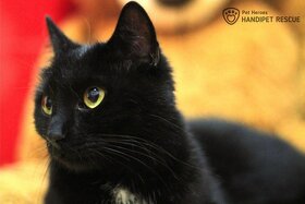 elegantní Arwen - kočka k adopci - 6