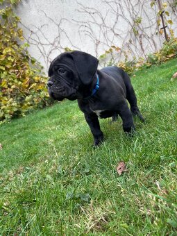 Cane Corso štěňátka BEZ PP - 6
