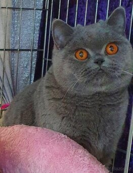 Britská koťata s PP - 6