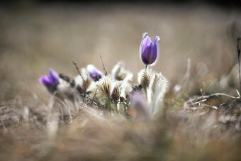 PANCOLAR auto 1,8 / 80 MC CARL ZEISS JENA. - 6