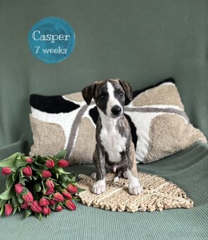 Whippet/vipet štěně s PP FCI - 6