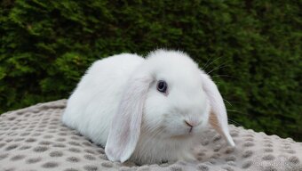 Zakrslý beránek, králíček, králík - HARRY - 6