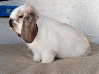 Samička Zakrslý Beránek MiniLop ❤️🍀 - 6