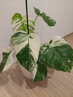 Monstera albo variegata - 6