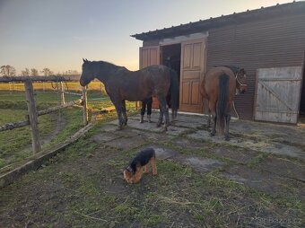 Ustájení koní - 6