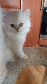 Britský kocourek s PP - 6