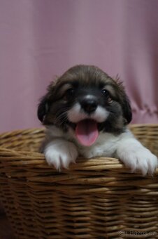 Welsh Corgi Pembroke - 6