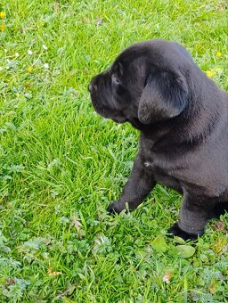 Labrador - 6