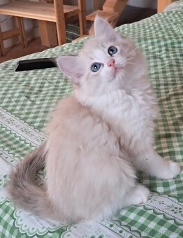 Kočičky ragdoll s PP - 6