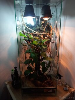 Chameleon Jemenský + terarium - 6