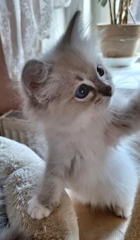 Koťátka Ragdoll s PP - 6