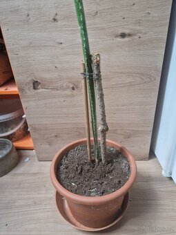 Pryšec trojúhlý (trojboký) – Euphorbia trigona - 6