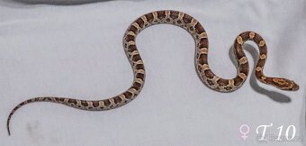 Mláďata gutek (užovka červená) - 6