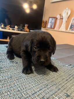 Štěňata Labradorského retrievera - 6