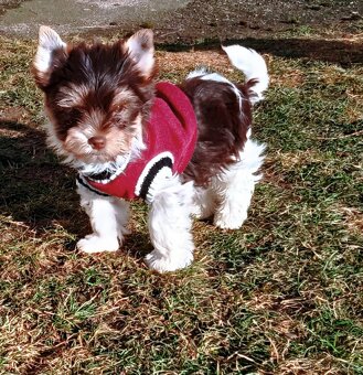 Yorkshire teriér s PP/ krytí - 6