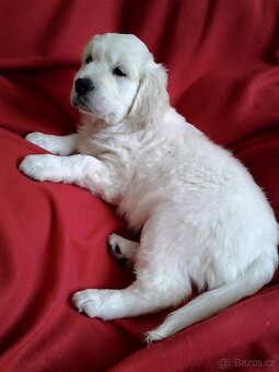 Štěňata zlatého retrívra - 6