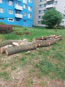 Rizikové kácení stromů, ořezy větví, štěpkování - 6