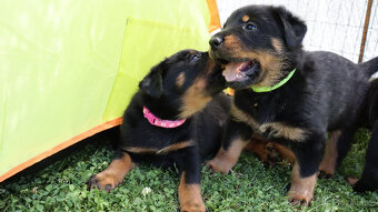 Beauceron - francouzský ovčák - štěňátka s PP - 6