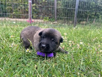 Belgický ovčák - malinois s PP - 6