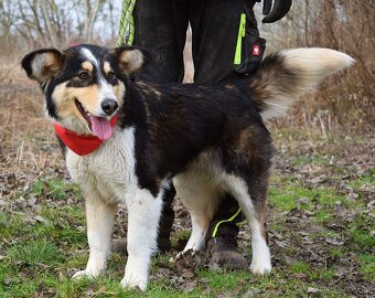 Quasita k adopci - 1 rok, hravá,aktivní, vhodná k dětem - - 6
