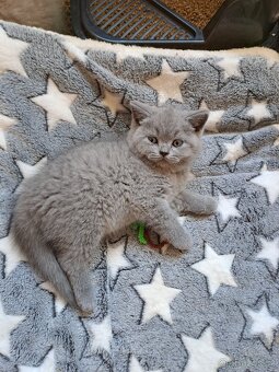 Britská lila a modrá koťata - 6