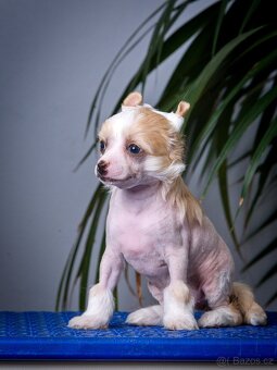 Čínský chocholatý pes - Štěňata s PP - 6