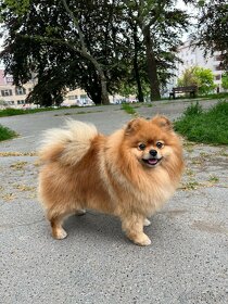 Německý špic ke krytí s PP - 6