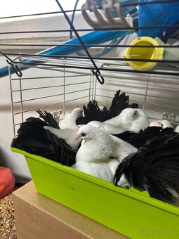 Anglický pavík - 6