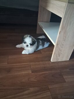 Shih-tzu, shi-tzu,shih tzu, - 6