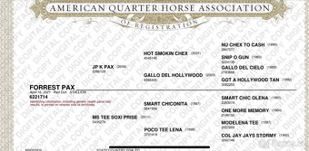 QH valach - 6