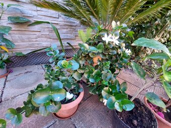 Banánovník Musa basjo a Dwarf cavendish, - 6