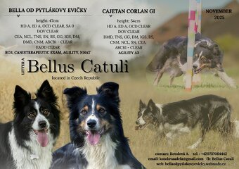 Štěňata border kolie s PP - 6