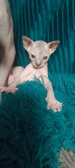 Koťátka kanadského sphynxe bez PP - 6