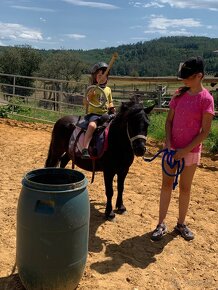 Shetland valach standard s PP do pony sportu - 6
