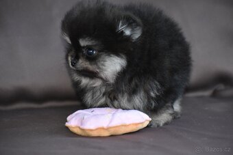 Pomeranian - 6