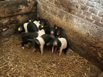 Přeštická selata - 6